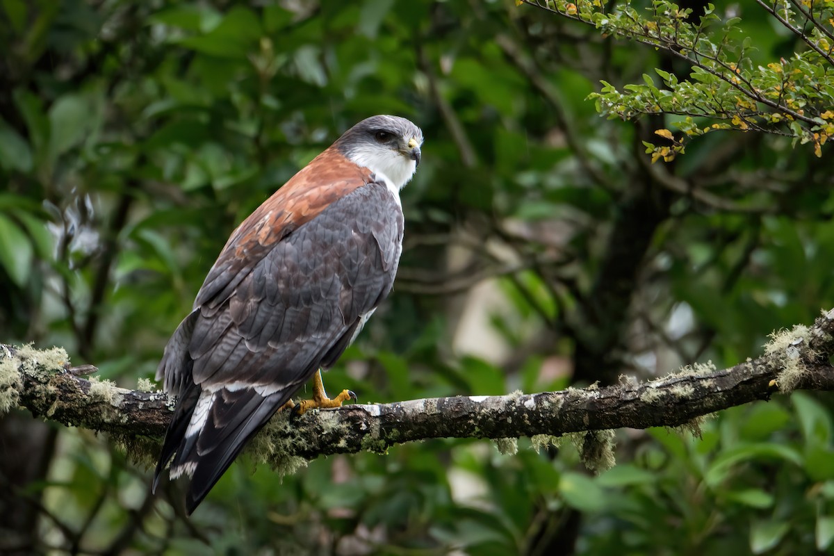 Variable Hawk - DANIEL ESTEBAN STANGE FERNANDEZ