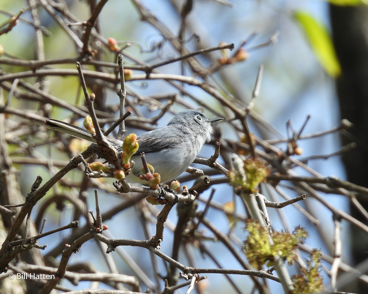 Blue-gray Gnatcatcher - Bill Hatten