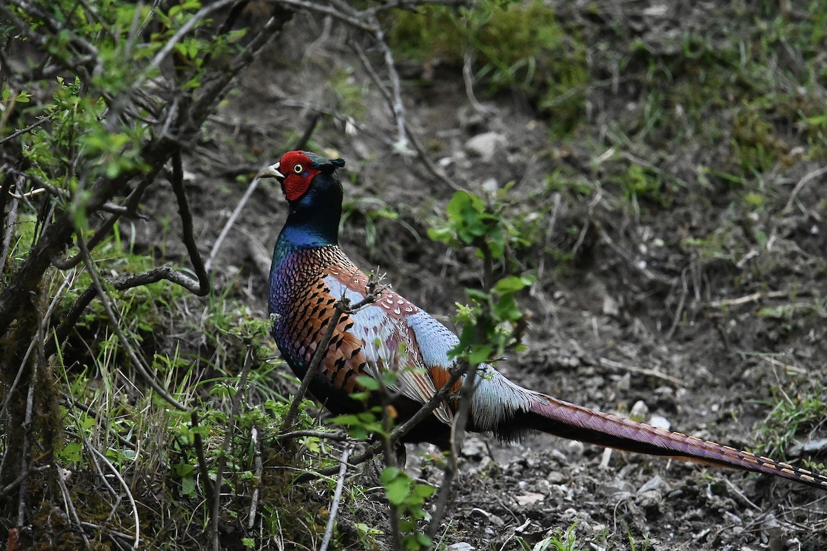 Ring-necked Pheasant - Dong Qiu