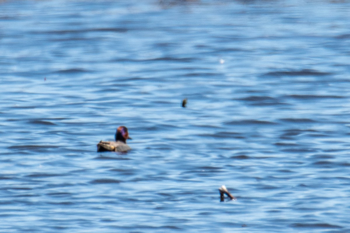 Green-winged Teal - ML618593169