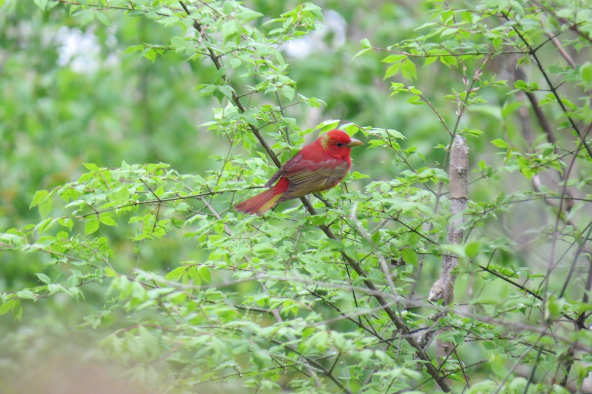Summer Tanager - ML618593191