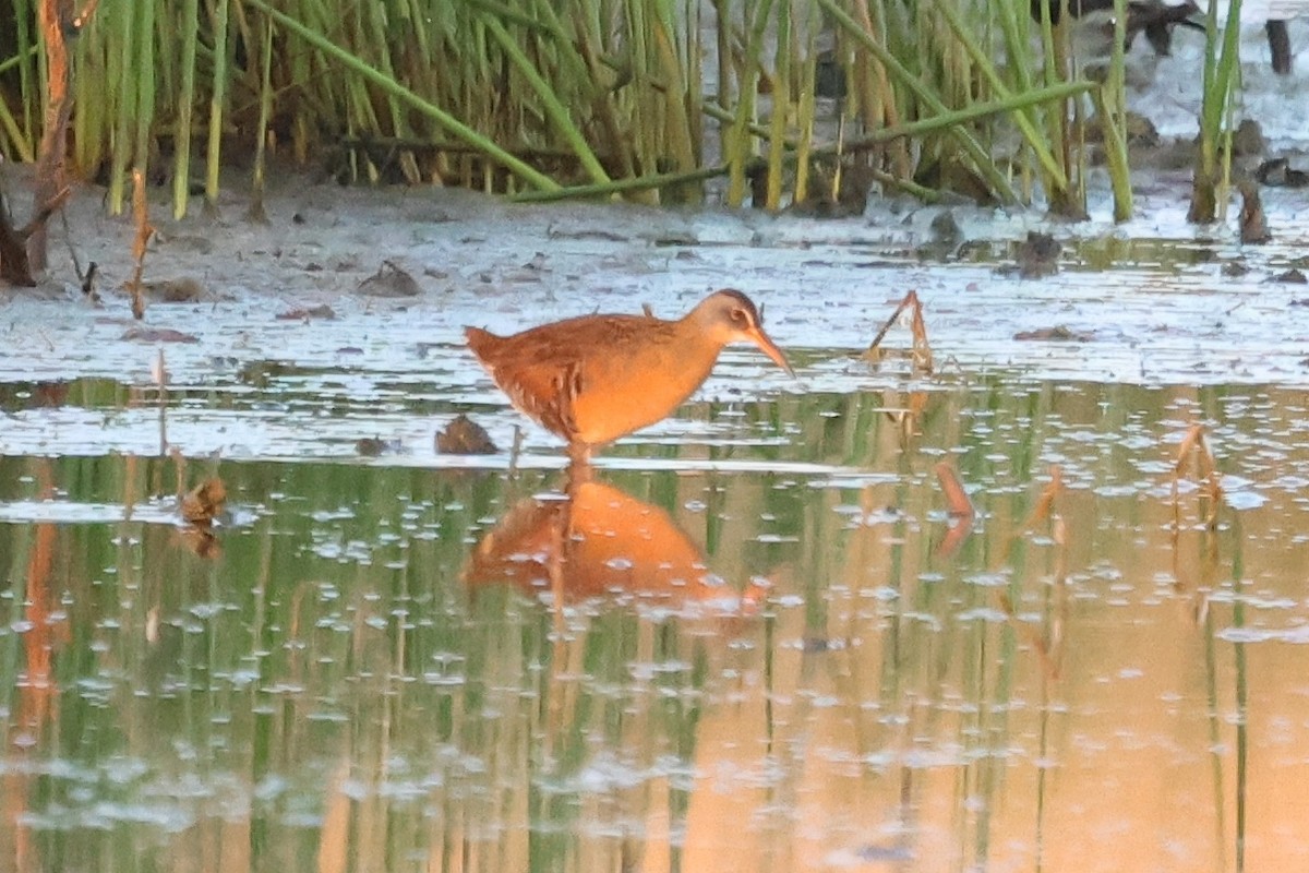 Virginia Rail - ML618593213