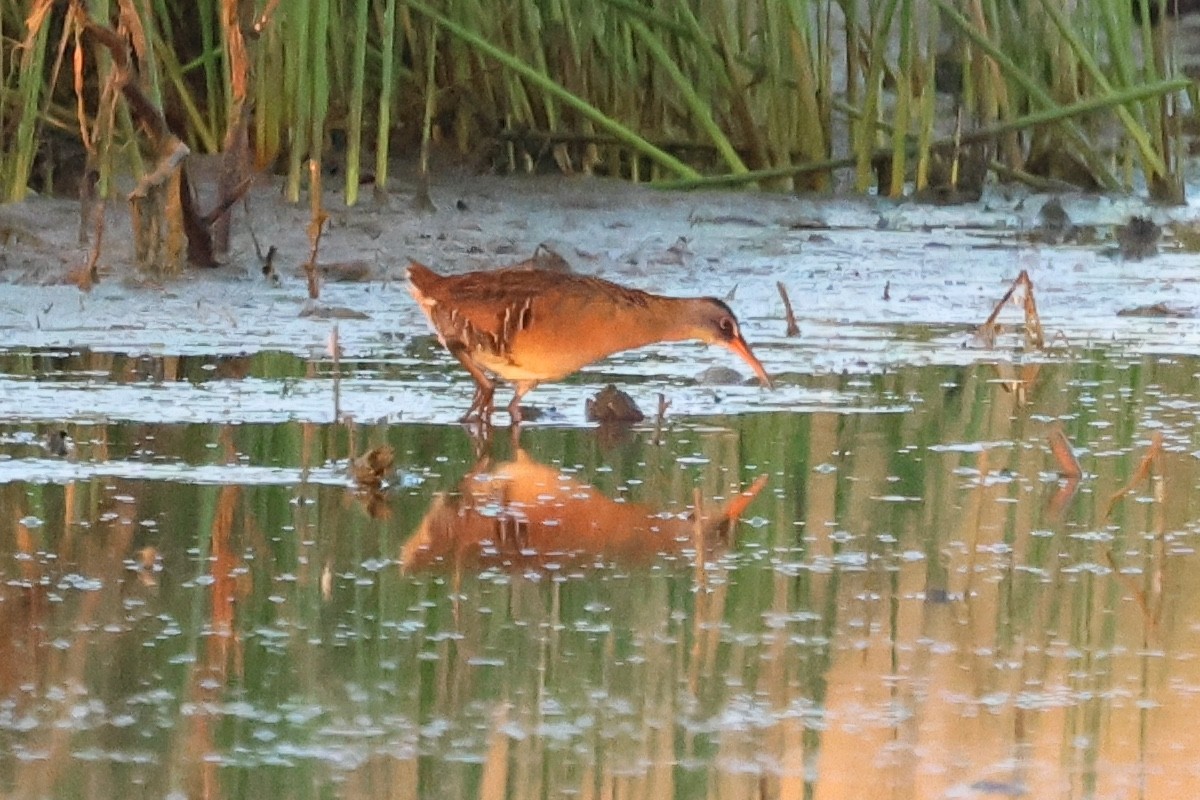 Virginia Rail - ML618593214