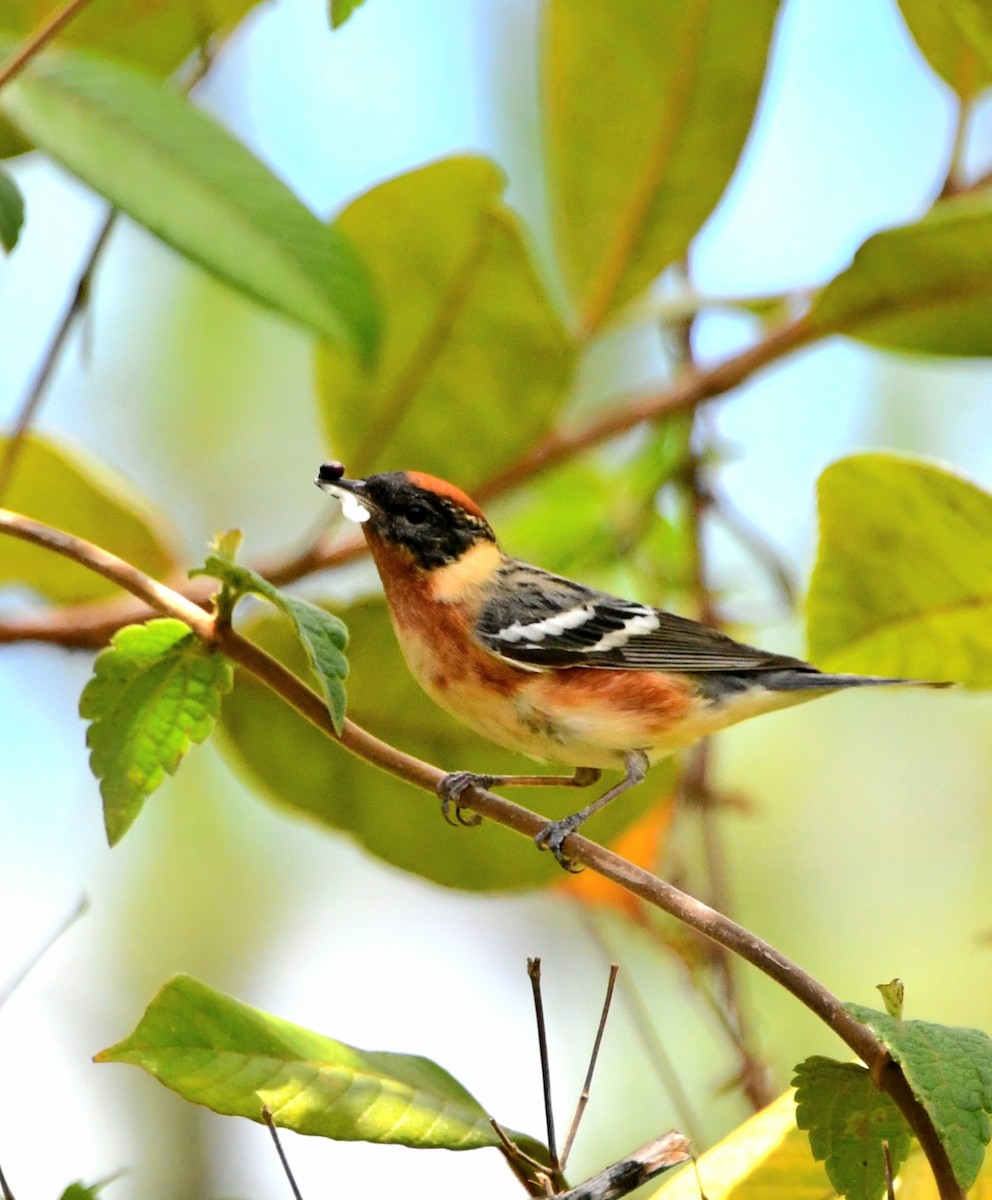 Bay-breasted Warbler - ML618593226