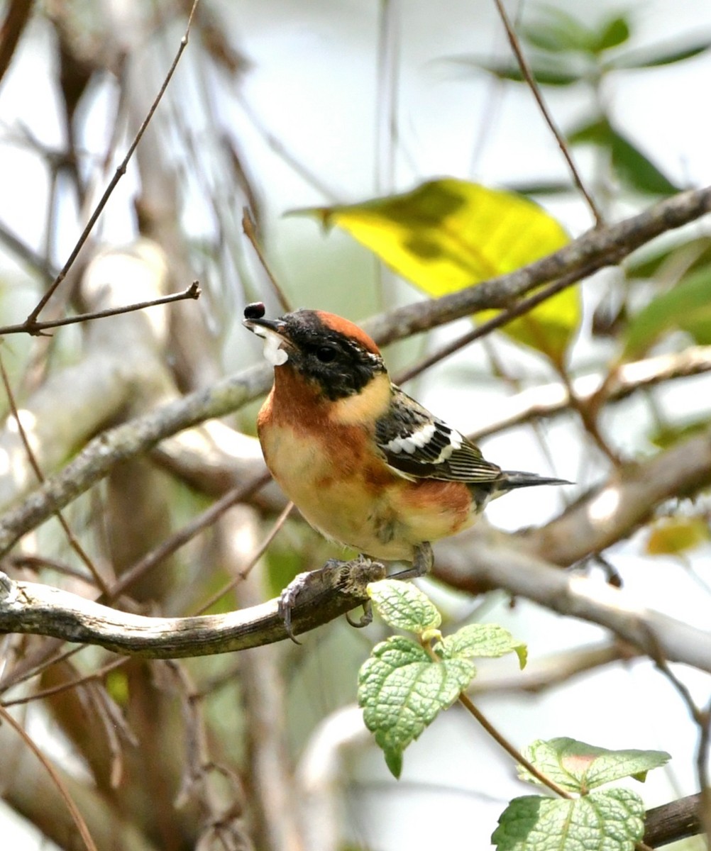 Bay-breasted Warbler - ML618593228