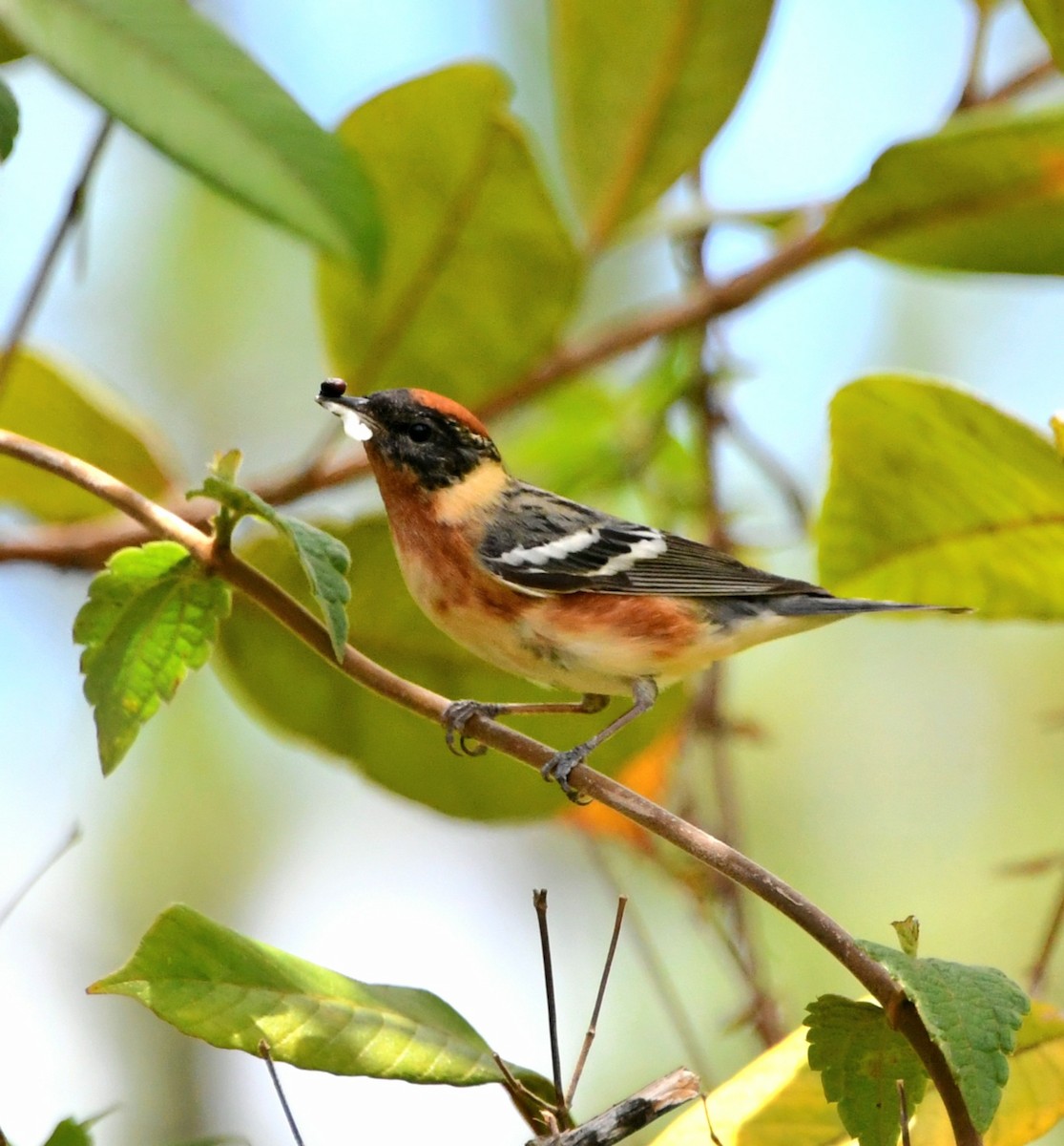 Bay-breasted Warbler - ML618593229