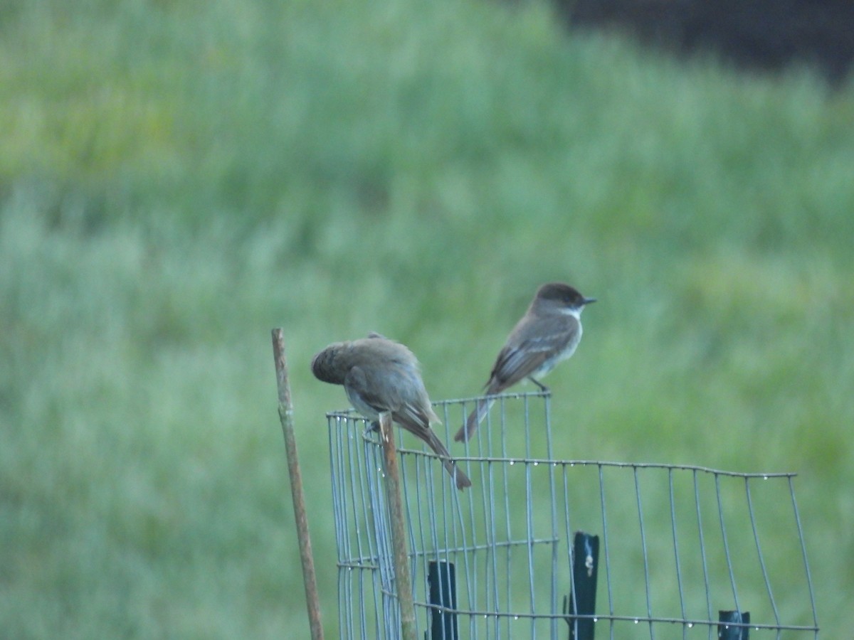 Eastern Phoebe - Pat Whittle