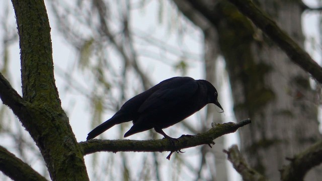 Rusty Blackbird - ML618593267