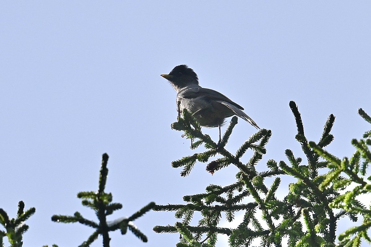 Sichuan Jay - ML618593282