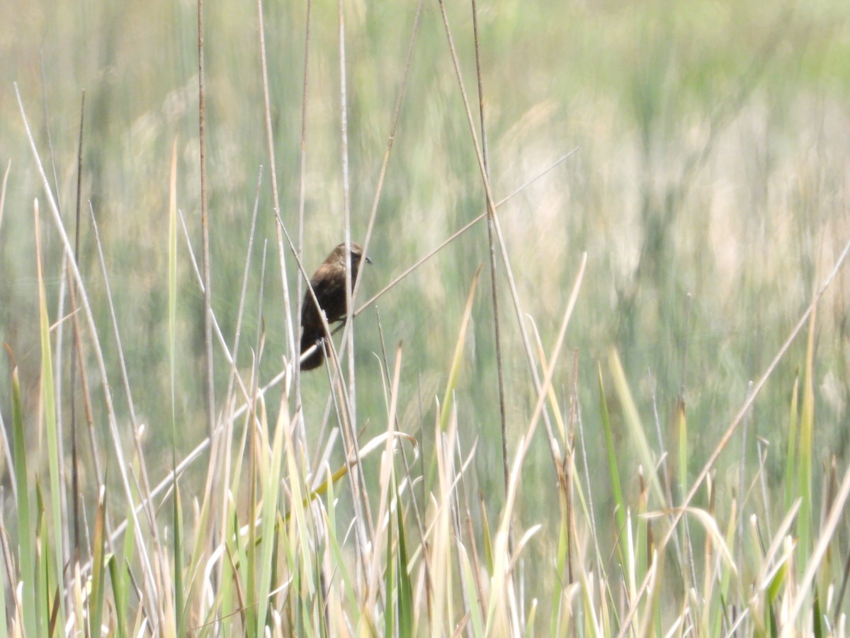 Red-winged Blackbird - ML618593315