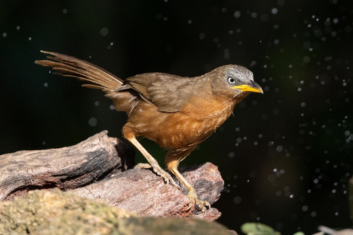 Rufous Babbler - ML618593319