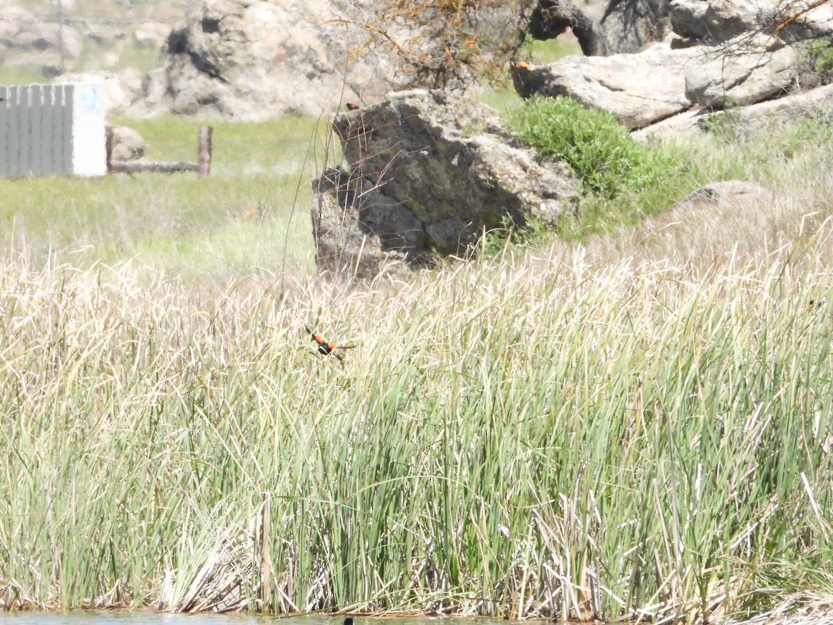 Red-winged Blackbird - ML618593340