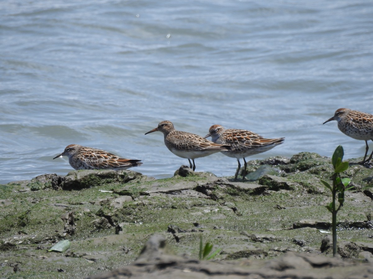 Pectoral Sandpiper - ML618593366