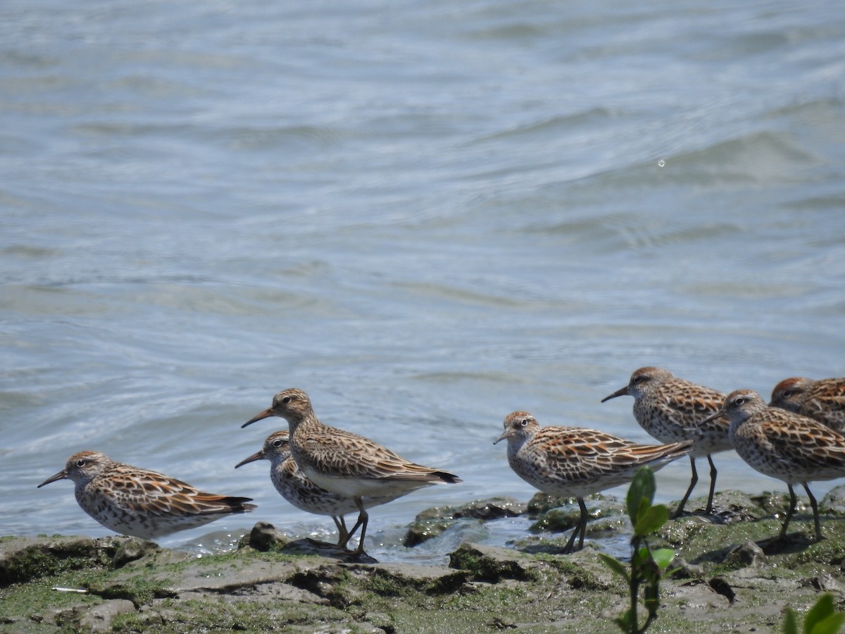 Pectoral Sandpiper - ML618593367