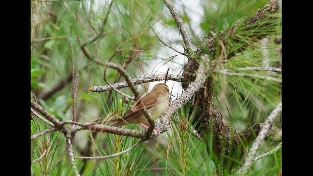 Swainsonwaldsänger - ML618593405