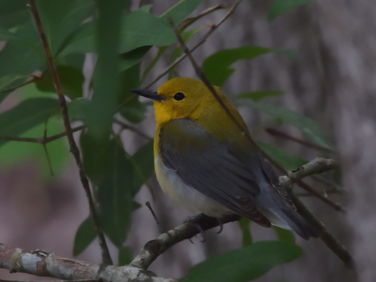 Prothonotary Warbler - ML618593463