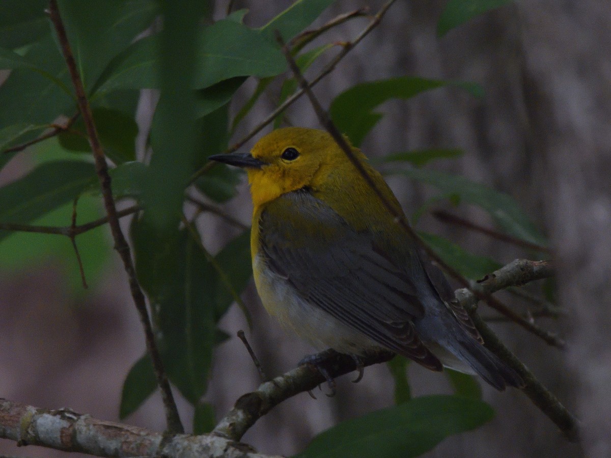 Prothonotary Warbler - ML618593465