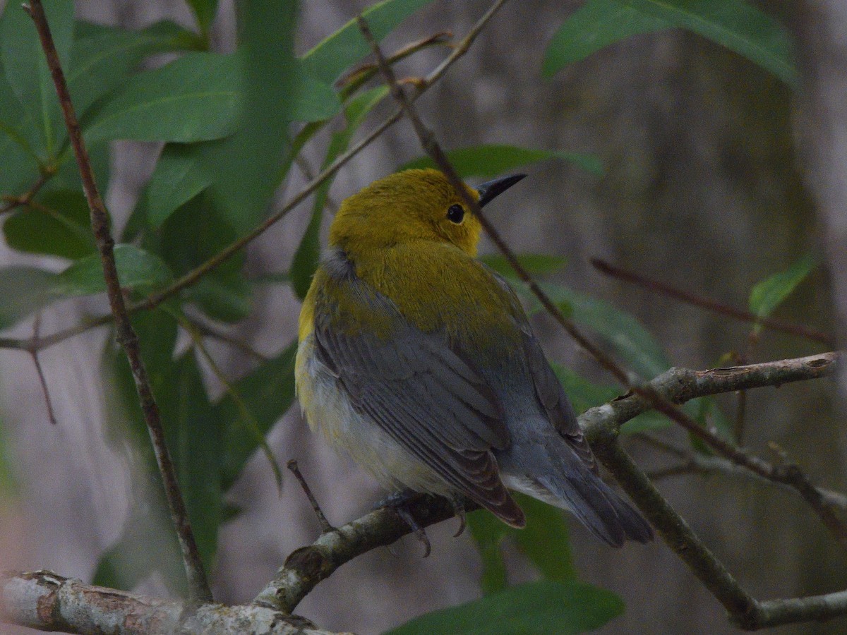 Prothonotary Warbler - ML618593466