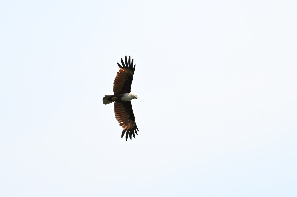 Brahminy Kite - ML618593468