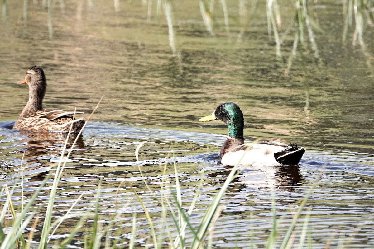 Canard colvert - ML618593488