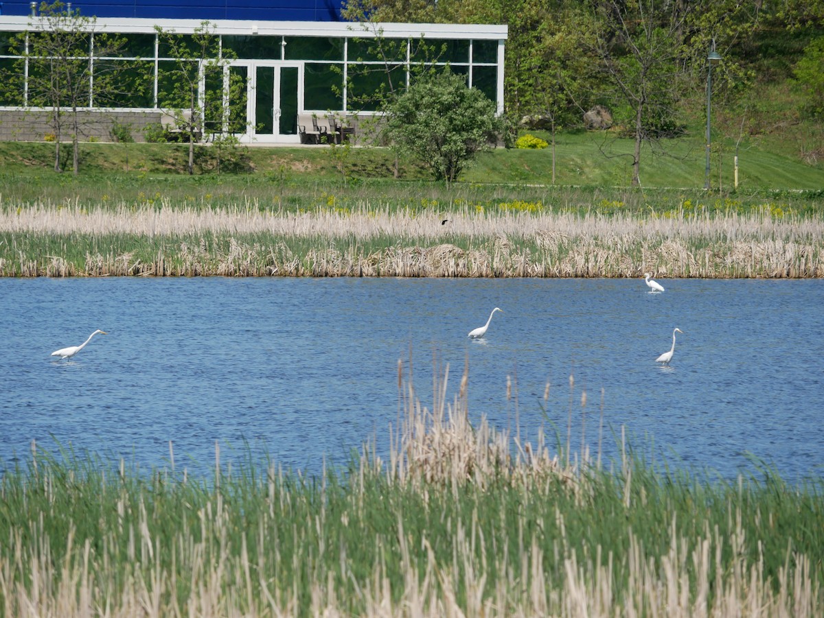 Great Egret - ML618593492