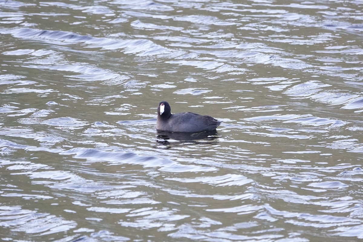 American Coot - ML618593500