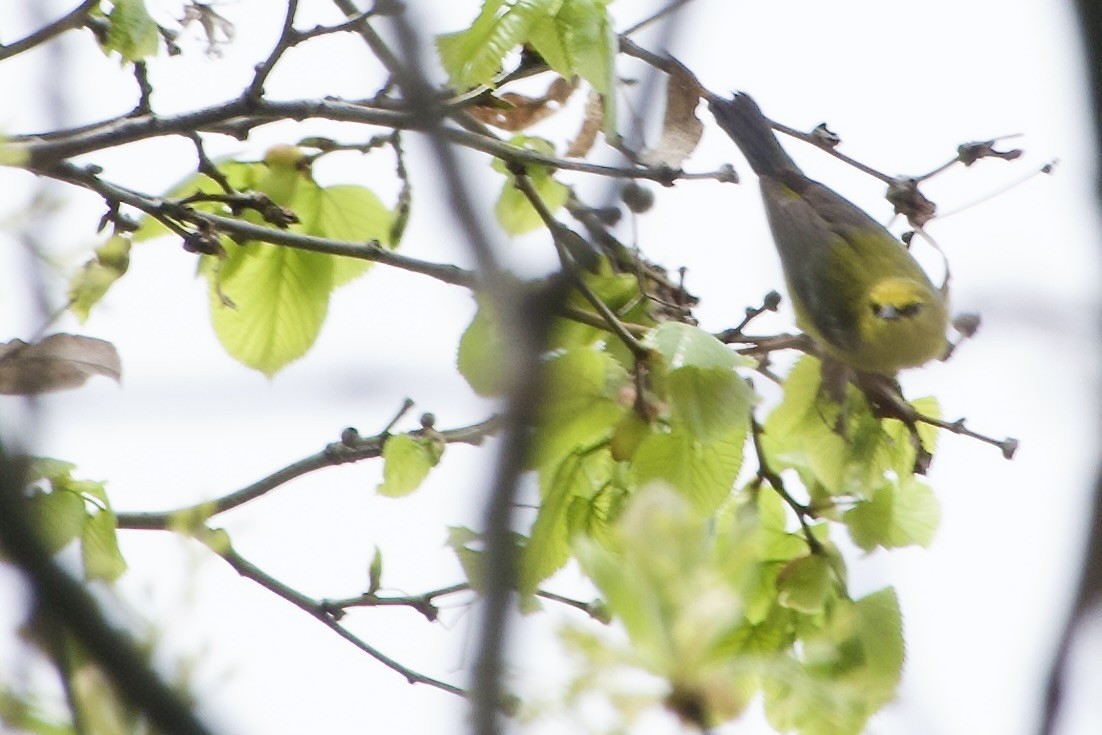 Blue-winged Warbler - Jerry Horak