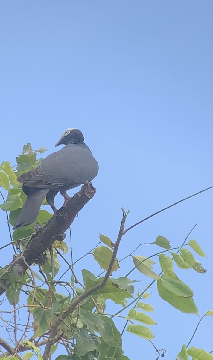 Pigeon à couronne blanche - ML618593565