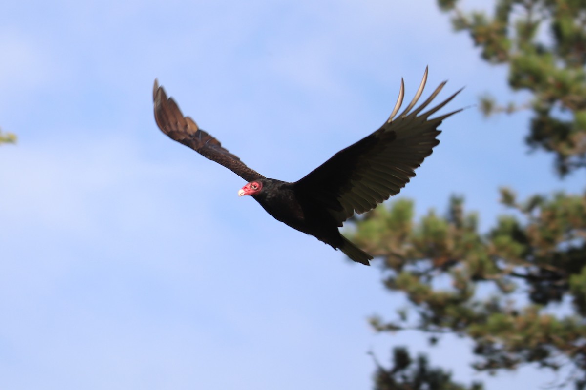 Turkey Vulture - ML618593618