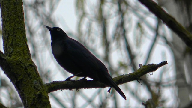 Rusty Blackbird - ML618593626