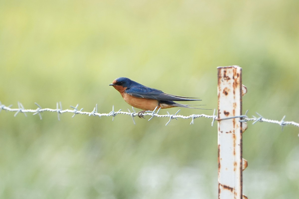 Barn Swallow - ML618593629