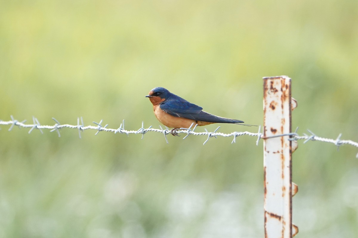 Golondrina Común - ML618593630