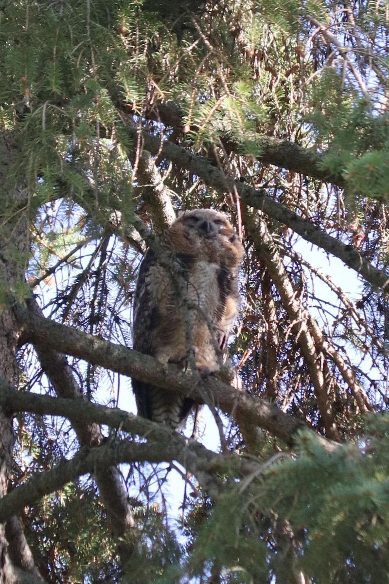 Great Horned Owl - Barbara Blair