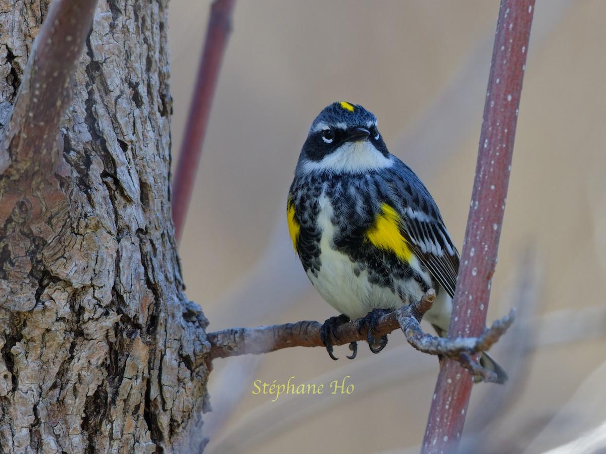 Yellow-rumped Warbler - ML618593657