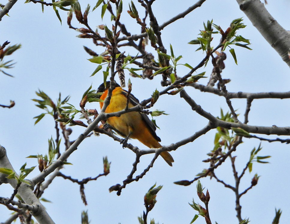 Baltimore Oriole - Benoît Turgeon