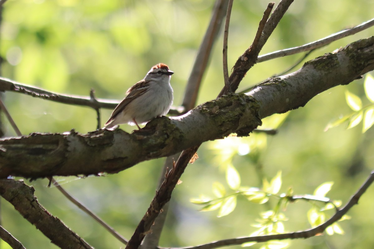Chipping Sparrow - ML618593690