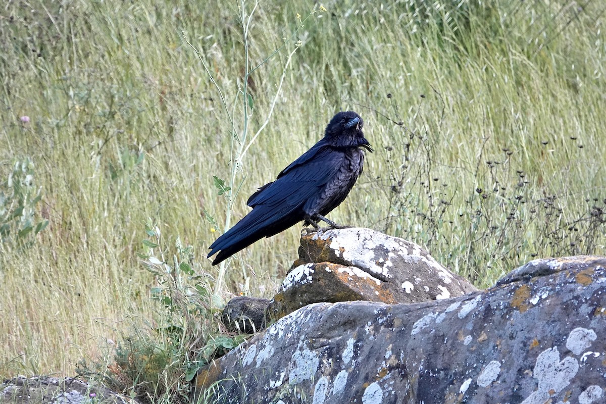 Common Raven - ML618593706