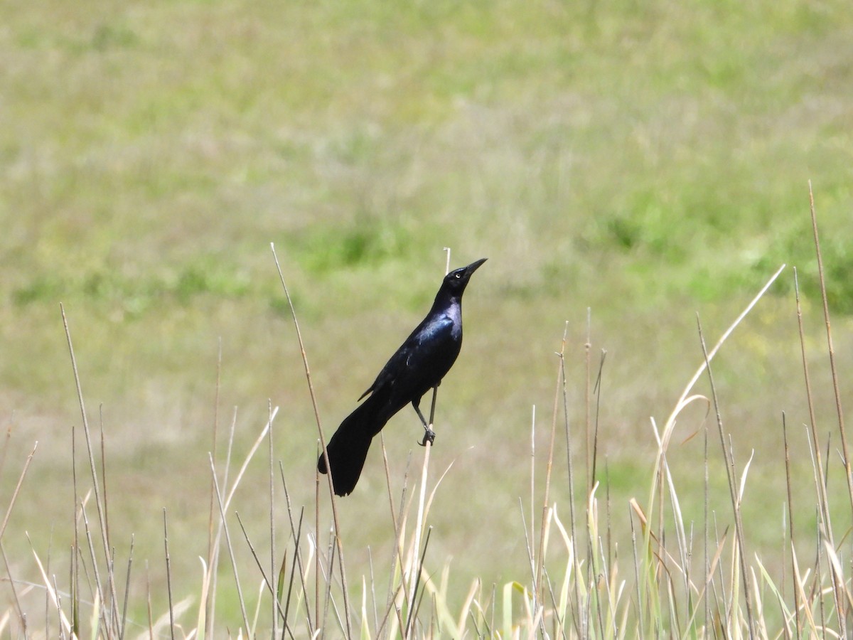 Great-tailed Grackle - Bill Holland