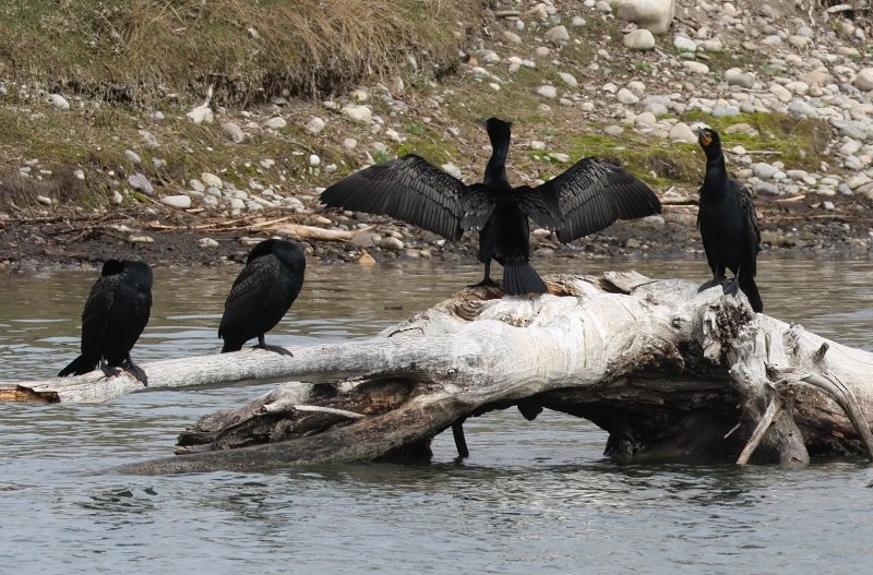 Double-crested Cormorant - ML618593741