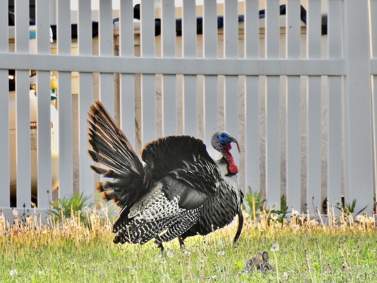 Wild Turkey - ML618593749