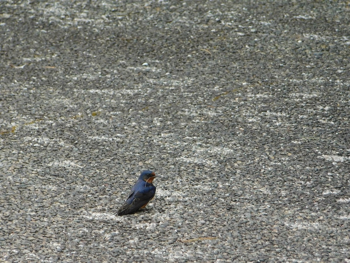 Golondrina Común - ML618593769