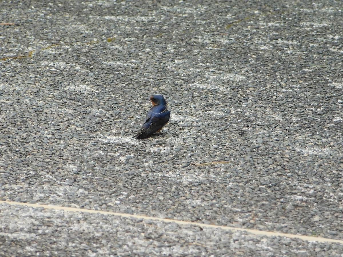 Barn Swallow - Nathaniel Cooley