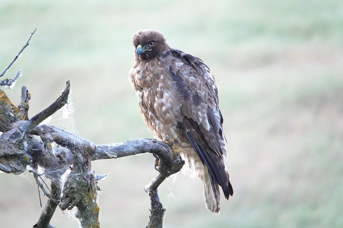 Red-tailed Hawk - ML618593781