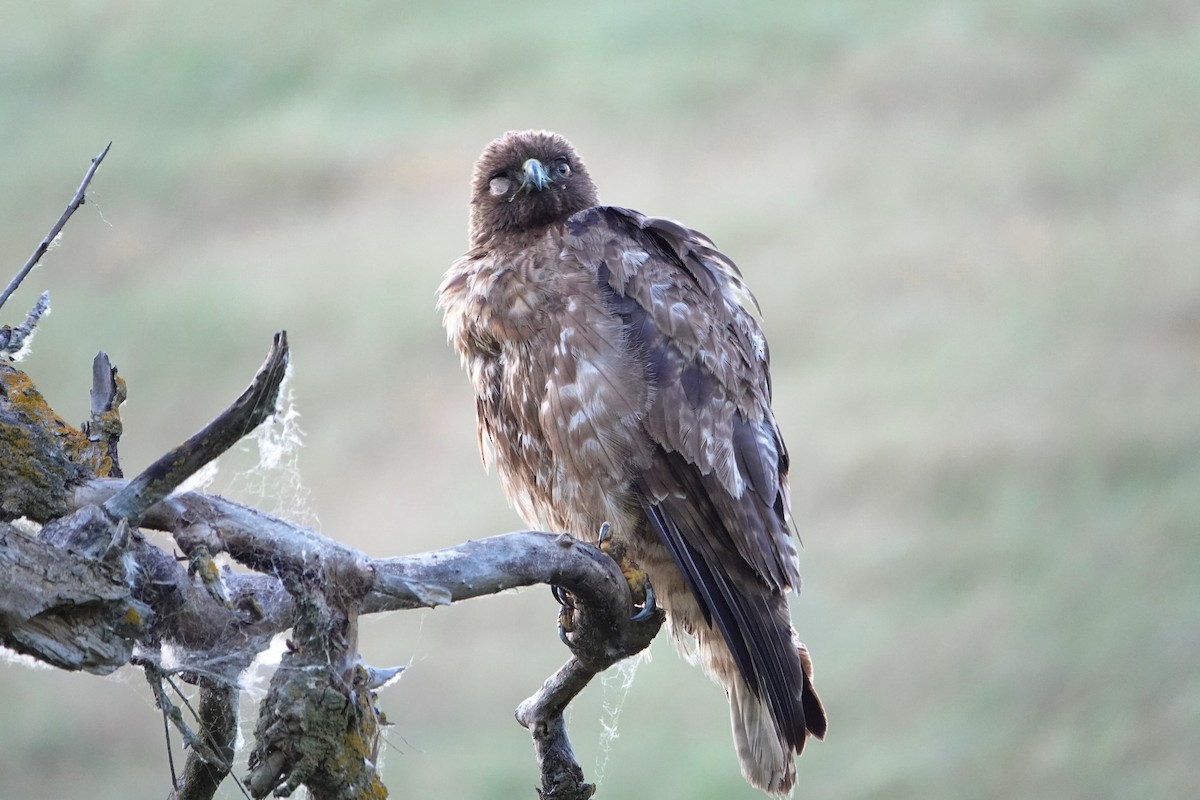 Red-tailed Hawk - Jaedon Tembrevilla