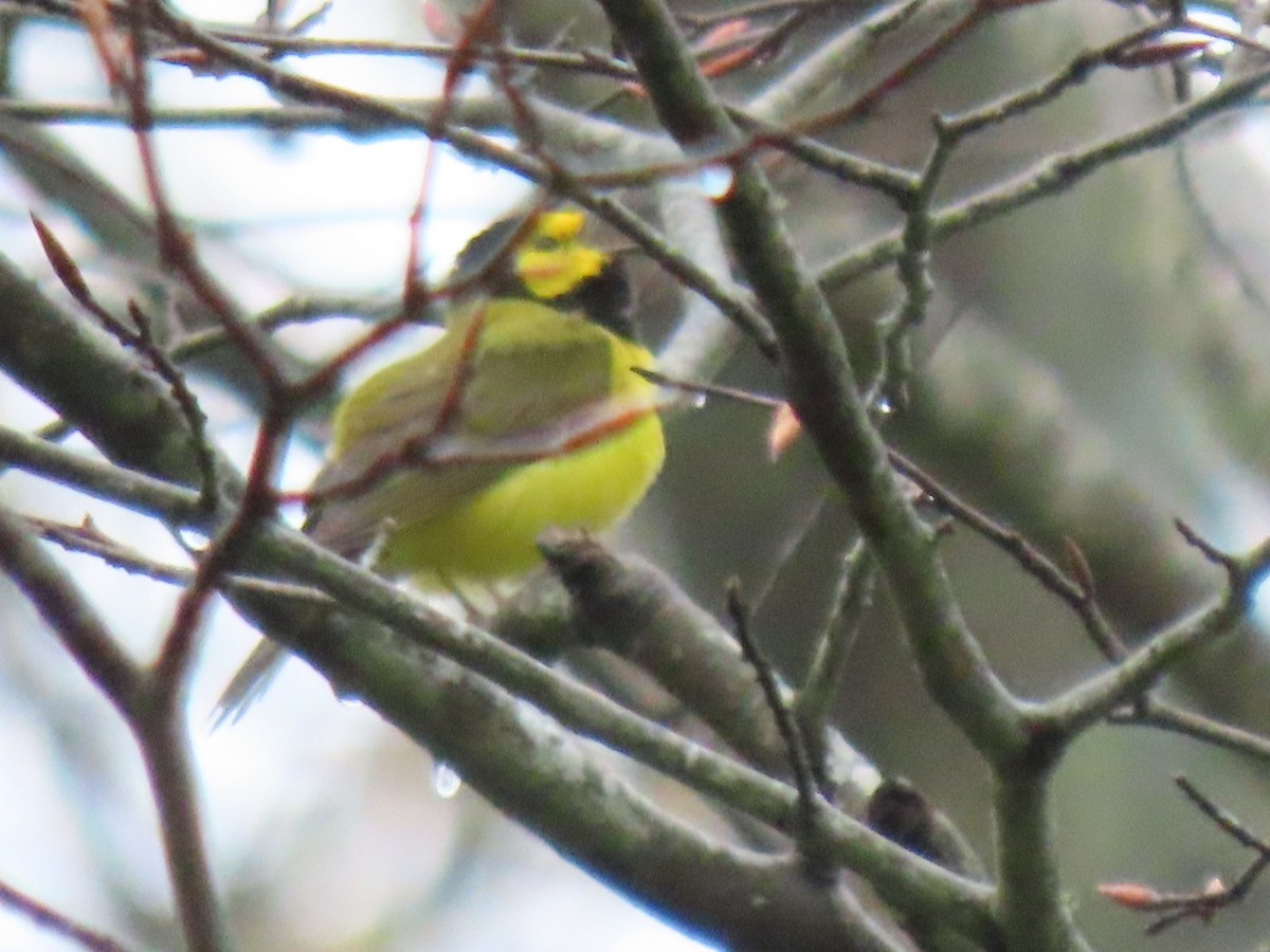 Hooded Warbler - Sean Williams