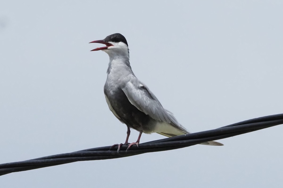 Whiskered Tern - Andy Lee