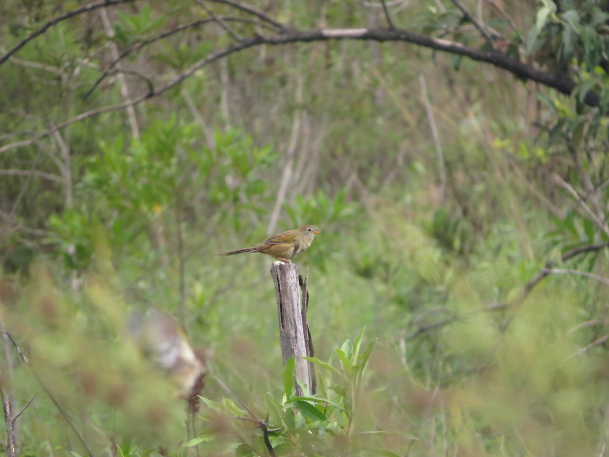 Wedge-tailed Grass-Finch - ML618593823