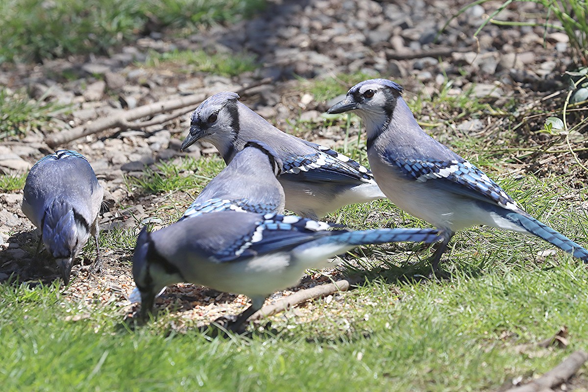 Blue Jay - Ron and Linda (Tozer) Johnston