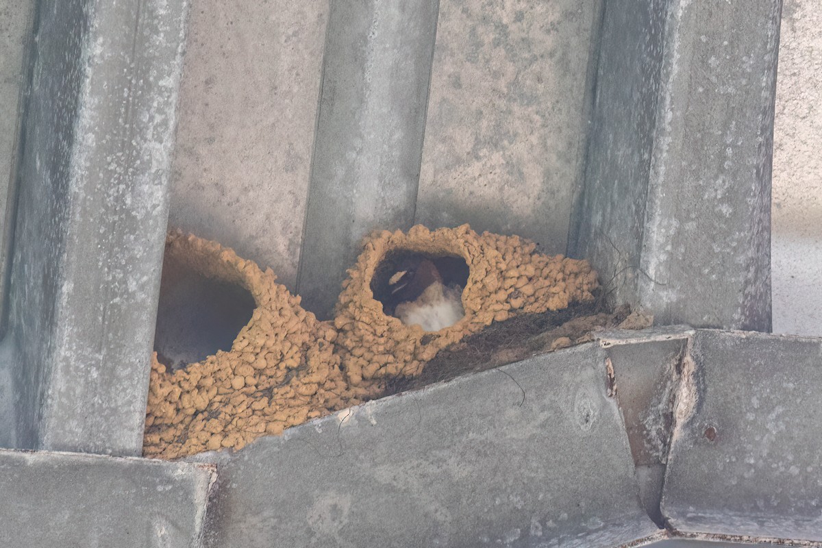 Cliff Swallow - ML618593866