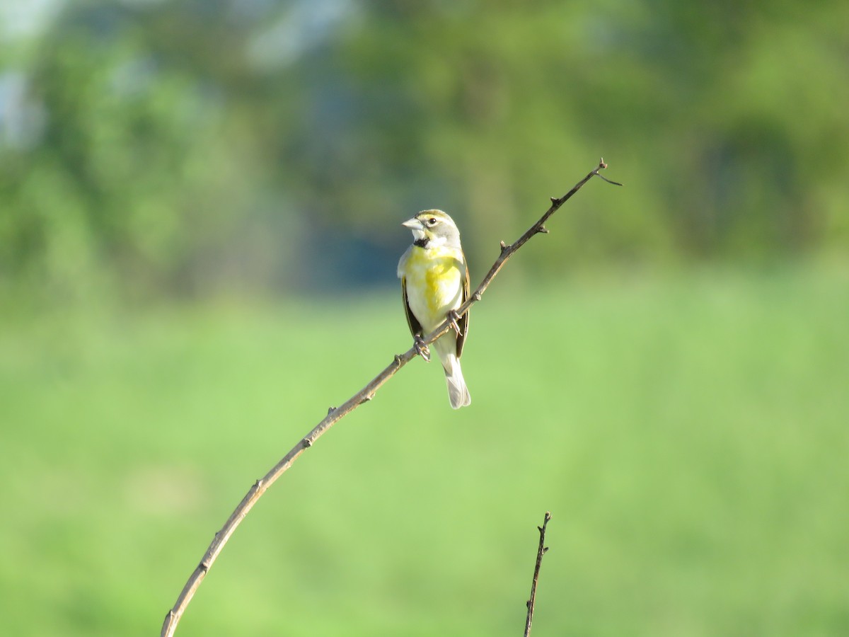 Dickcissel - ML618593871